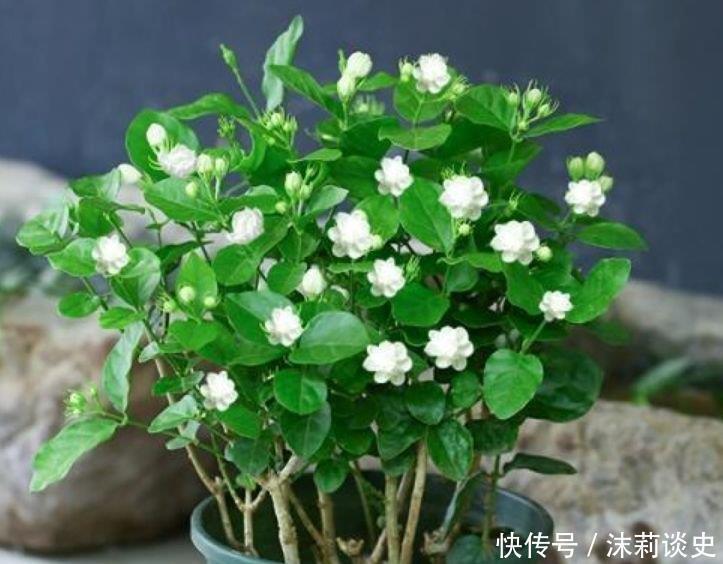 夏天养花,不妨养这四款花,一年四季花开不停,开花量大