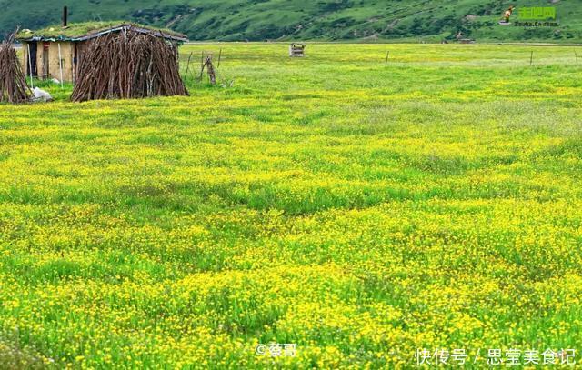 1158.03万亩天然草场，数十公里花海浩瀚盛放，这儿空气都是甜的