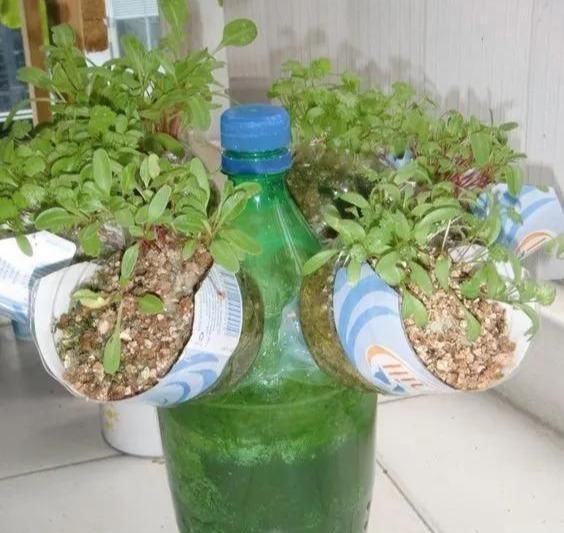 植物|没地种花种菜,没时间浇水几个塑料瓶就能解决,DIY变废为宝