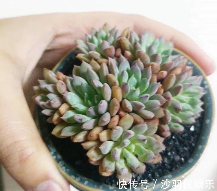 3种花与月季不同，长出“花苞”马上剪，要不颜值低