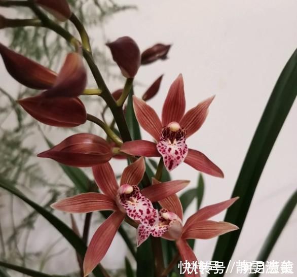 柠檬皮|养兰高手养兰花，都有“专用肥”，易吸收养分足，一般人都不知道