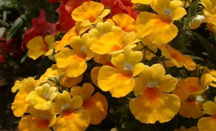 花瓣|9月3日-9月19日，庭院选这几款花，花朵大花期长，花开美艳绝伦