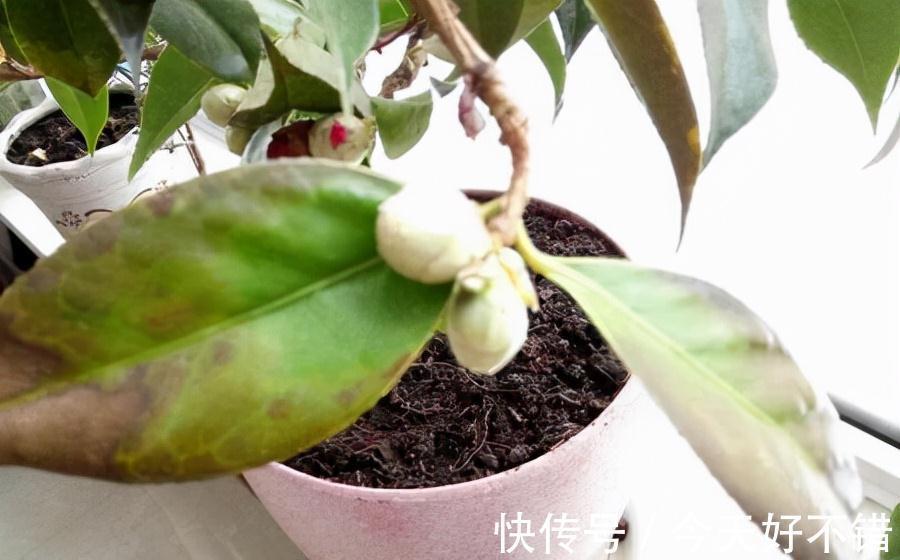 叶片|10种花,空气再干也别“喷水”,容易黄叶“掉花苞”