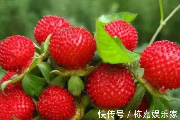 蛇莓|山上到处可见的“野草莓”,大人不让吃,殊不知价值营养高!