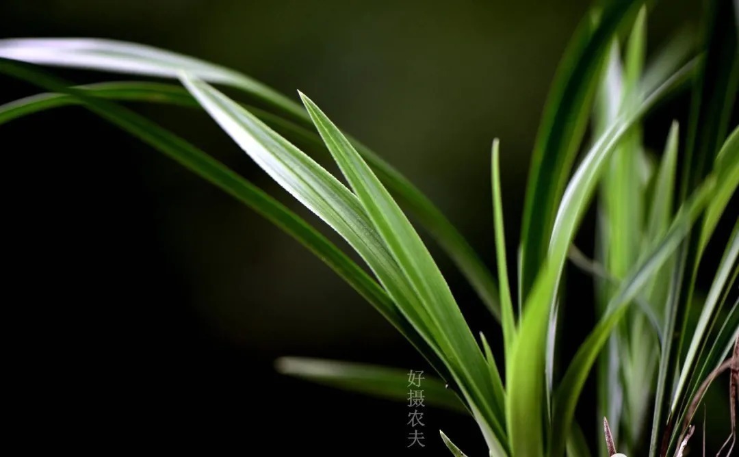 兰花浇水,“干透再浇”和“想浇就浇”,哪个更好?