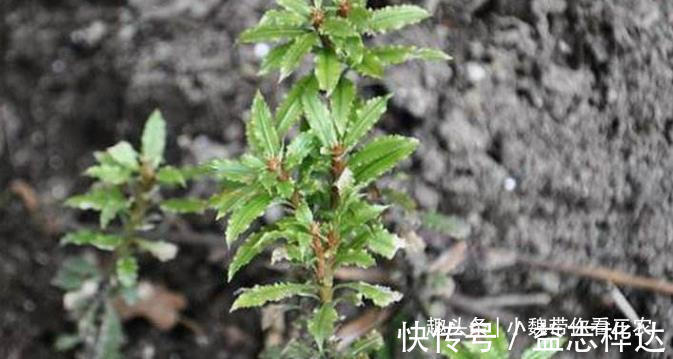 千层|农村山上1种“蛇足石杉”,跌打驳骨药,见到别不认识,市价300元