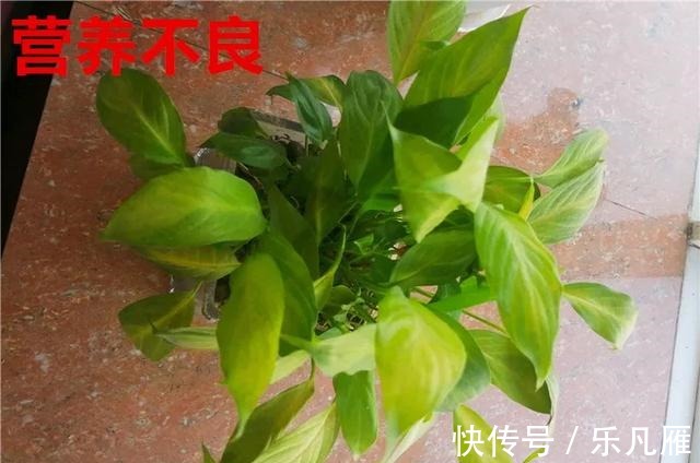 养花技巧快死的花,剪一刀立马活,还能再开花!