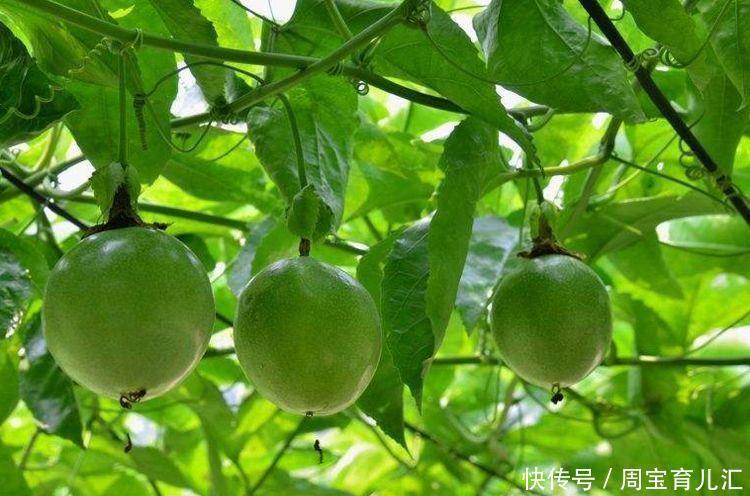 美白|女性养生常吃3种食物,每天吃一些,补益气血,抗衰老,美白肌肤