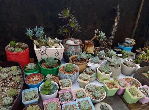 打工人养多肉:大城市找出租房,美女随身携带数百盆多肉,难断舍