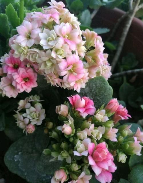 我养的长寿花长势很好，为什么不见花骨朵？