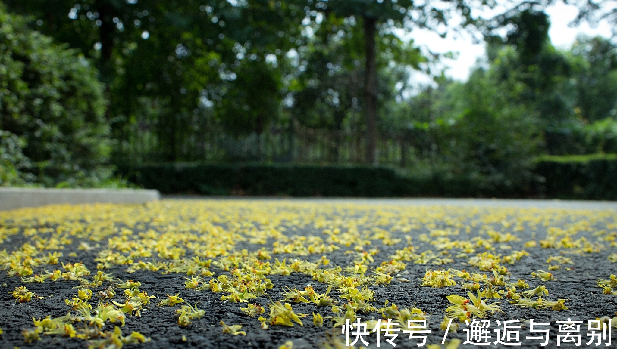 惜花&感人至深的一首诗，全篇句句有情，作者不愧被李商隐夸赞