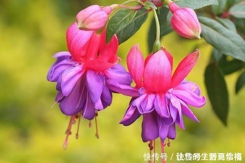 卵形|世界十大花期最长的花,全年都开的花有哪些什么花的赏花期最长!