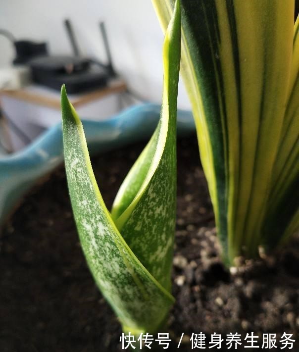 4种花太好养，沾土就能活，新手也能养爆盆！