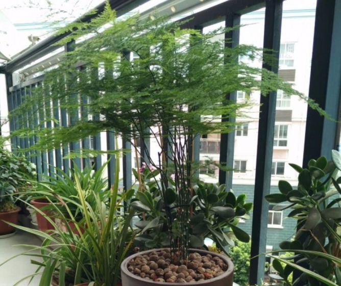 超耐阴的文竹，3个小手段，养成绿油油的小森林！