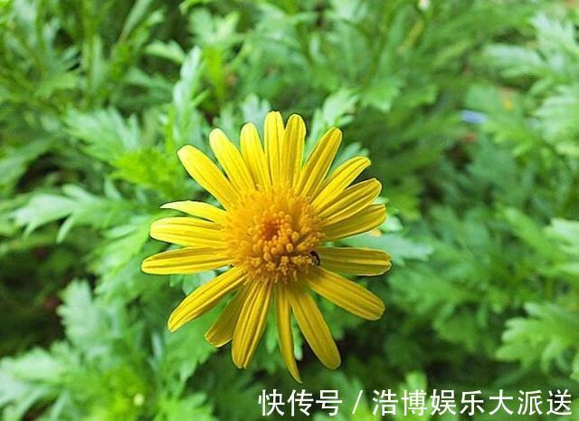 常春藤|喜欢玫瑰，不妨试试“菊中精品”情人菊，似娇艳情人，满满爱意