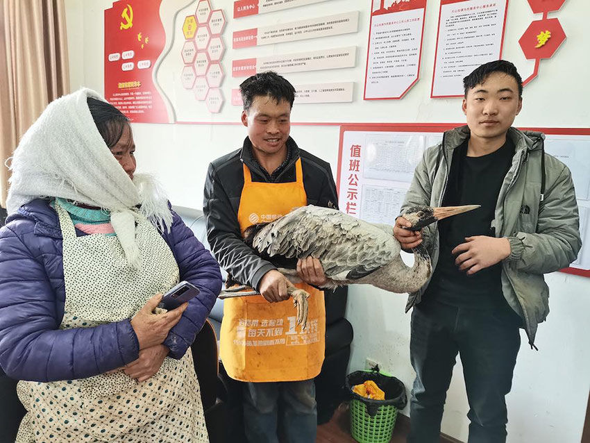 自然保护区|云南昭通大山包村民风雪中救助受伤黑颈鹤