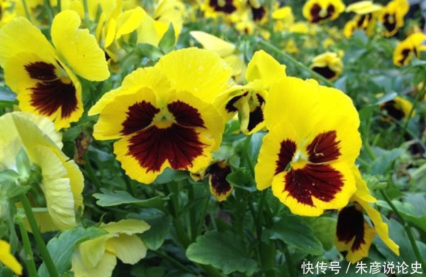 适合夏季养的花，好活易爆盆，四季繁花似锦，姿色艳丽