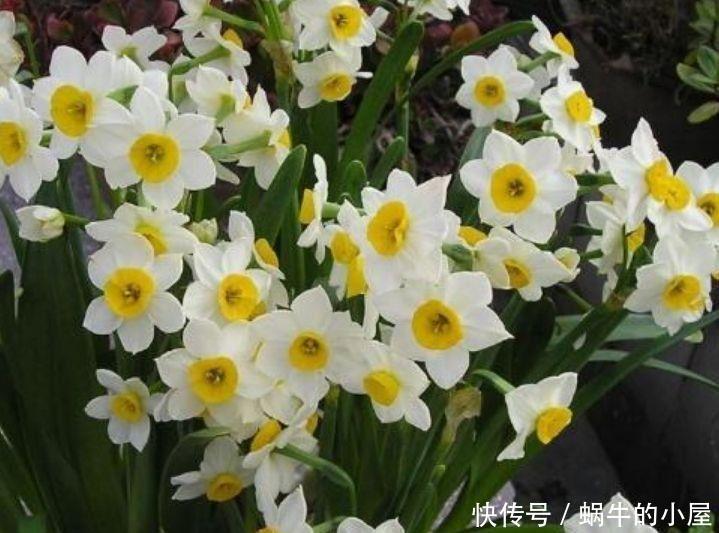 4种花仙气飘飘,花朵十分迷人,散发阵阵花香