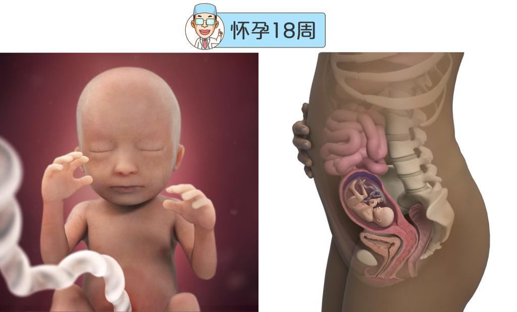 婴儿|最全的怀孕周期图鉴，感受从受精卵到婴儿的神奇变化！
