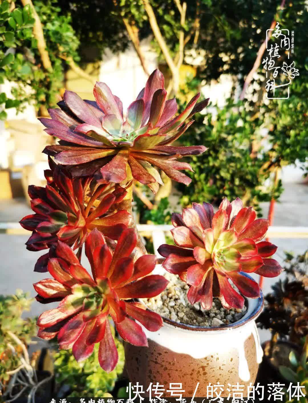 广东的冬天是多肉的春天,时间是最好的魔法师!