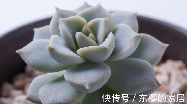 多肉白牡丹仿佛天然矛盾体,有叶插之王的称号,却不易度夏