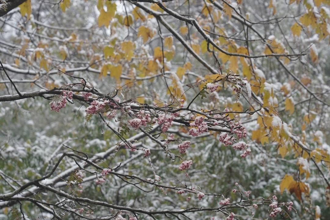 日照金山|寒意来袭！雅安王岗坪迎来今冬第一场雪