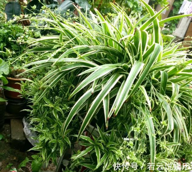 此“药片”谁家都有,秋天养花来1片,吊兰、绿萝“疯长”