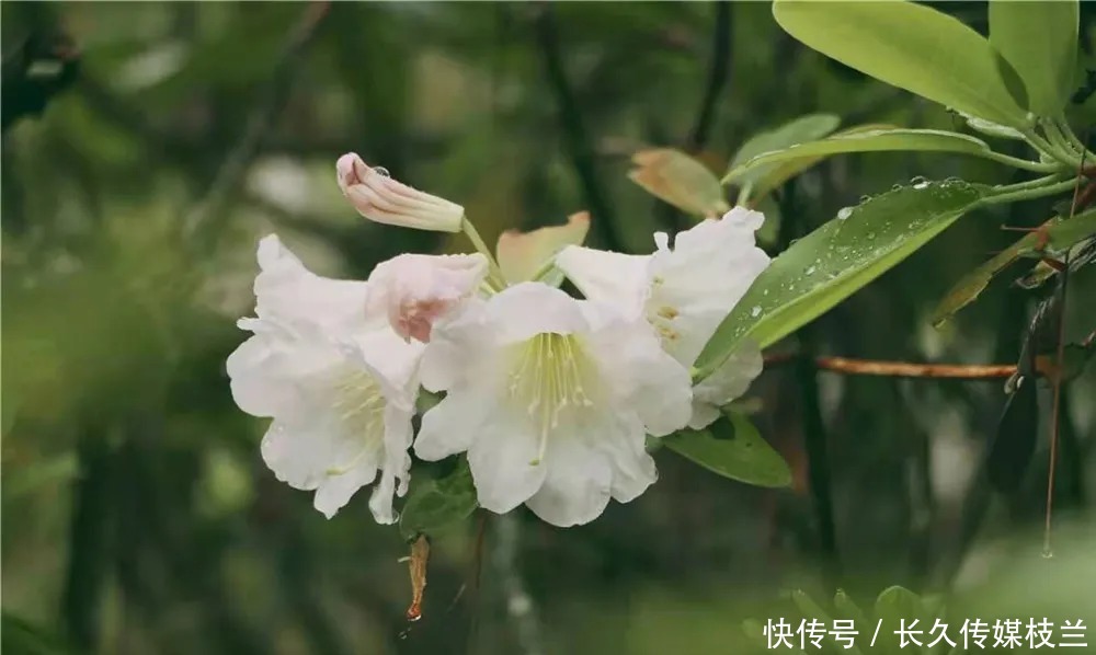 柔情蜜语|腾冲马站火山路上，花开浅夏醉清风