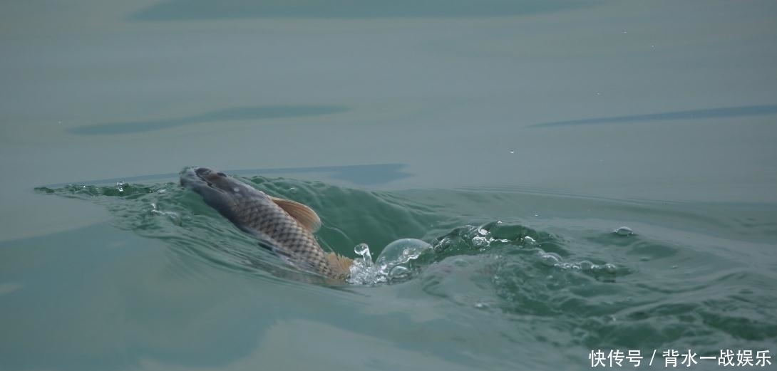 水面|打了好窝后,如何判断鱼进窝呢教你3招,最后那招太实在了