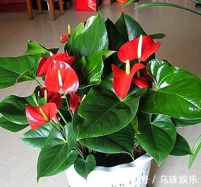 红掌长侧芽,这样处理,老叶不发黄,新叶蹭蹭冒,一叶一花开爆盆