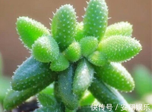 此些多肉最好养,长得还快,新手都可以养到爆盆