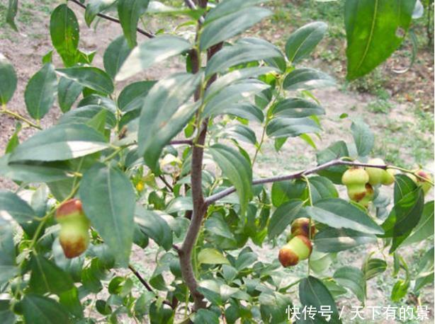 葫芦枣|因为变异演变的一种枣,却因为网络“爆红”,市场卖到80元一斤