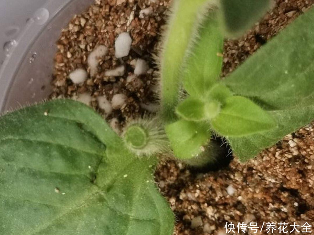 天竺葵|7种花养老桩不好，多扦插、养嫩苗，才能年年开花