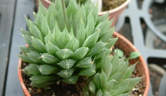 办公室养多肉，盆栽这5款，不怕采光差、难看、一盆不剩！