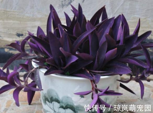 重视健康?不喜欢运动?在家养紫竹梅,注意3点净化作用明显