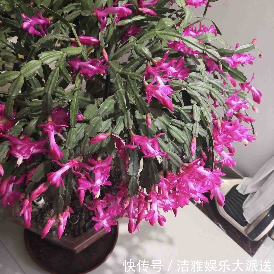 钢锯叶|他养蟹爪兰，浇灌2种“肥水”，嗖嗖冒出“钢锯叶”，满盆开花