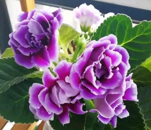 几种花养家里，好养又漂亮，丢盆里猛长，新手也能养爆盆