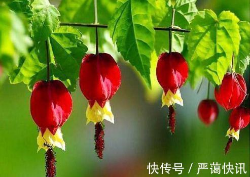 花卉|家养几款花卉，开花勤爱爆盆，盛开时繁花似锦，美轮美奂