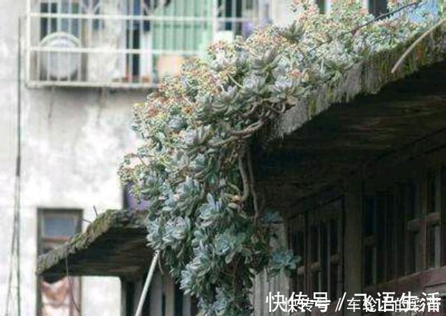 群生|多肉植物冬美人不休眠、可露养,2年就能养成群生的大老桩