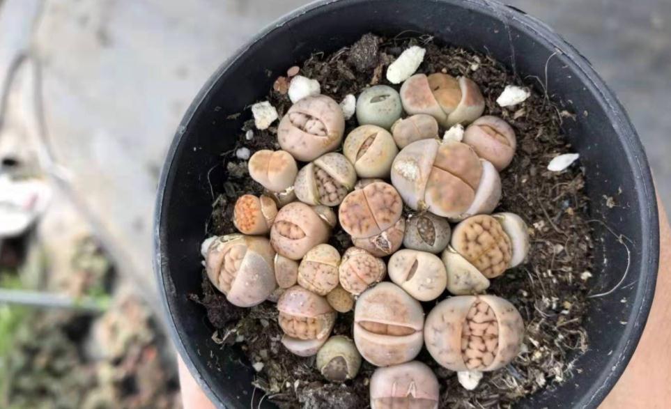 养蜕皮中的石生花,做好这4件事,才是名副其实的“富贵玉”