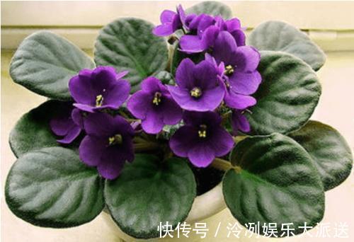 浇水|这2种花花期长又好养,光照不足也不影响,美化环境陶冶心情