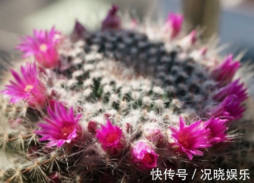 多肉玉翁怎么养教你3个盆栽小妙招,养出最绚烂多姿的玉翁