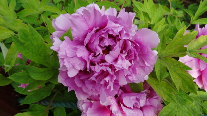 喜欢菊花,不如养盆“牡丹珍品”富贵满堂,国色天香,惊动京城!