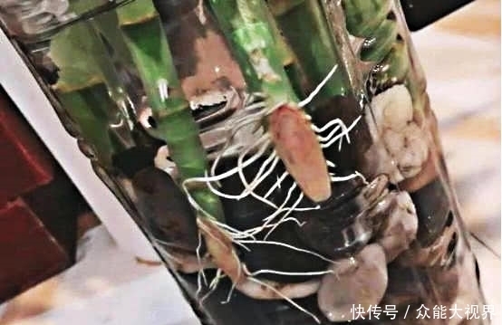 富贵竹黄叶了,水瓶里面加点它,3天恢复5天油绿!