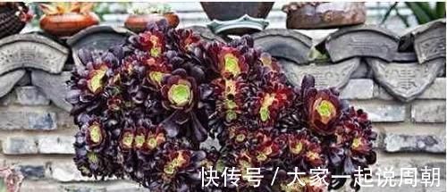 肉质|想要养多肉,又怕养死,这几种多肉好看又好养