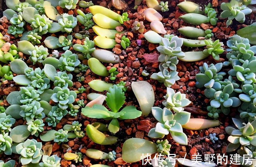 多肉|这3种扦插方式成功率高，新人肉友抓紧时间学吧，好用又好操作