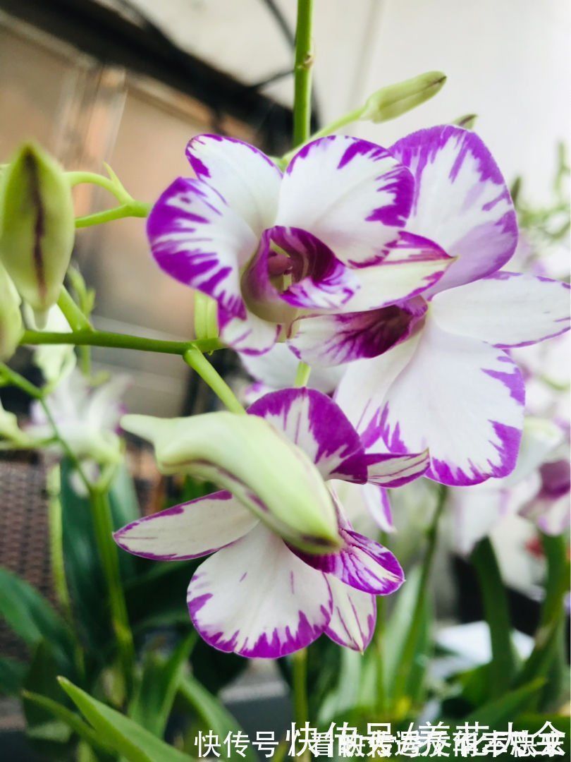 耐阴花就养这5种,阴凉地儿也能开花,颜值一点不比阳性植物低