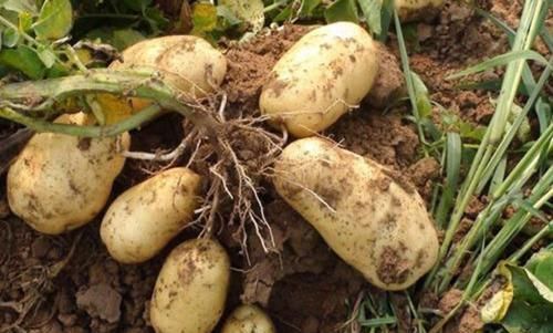 健康|营养师苦劝:4种食物不能二次加热,别把一家人的健康当耳旁风