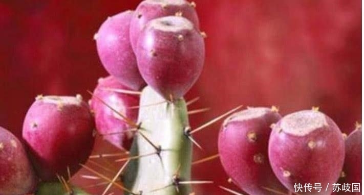 农村常吃的这4大野果,吃过4种以上的,请举起你的手!