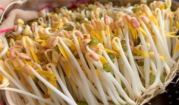 自己在家发的豆芽,这样简单一做,出锅太下饭,给红烧肉也不换